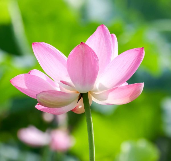 乐配资 大明湖的荷花是济南盛夏最惊艳的“顶流”风景