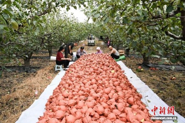 云管家 山西祁县：科技赋能+品牌引领 “黄金果”变乡村振兴“富民果”